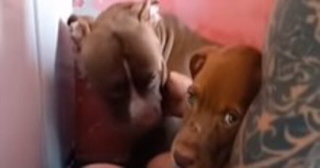 Il cucciolo di Pitbull Zeus è geloso dell’arrivo del nuovo cane (VIDEO)