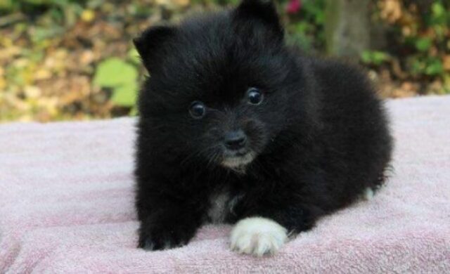 Il cucciolo di Pomerania Ziggy ha rischiato la vita a causa del cane del vicino (VIDEO)