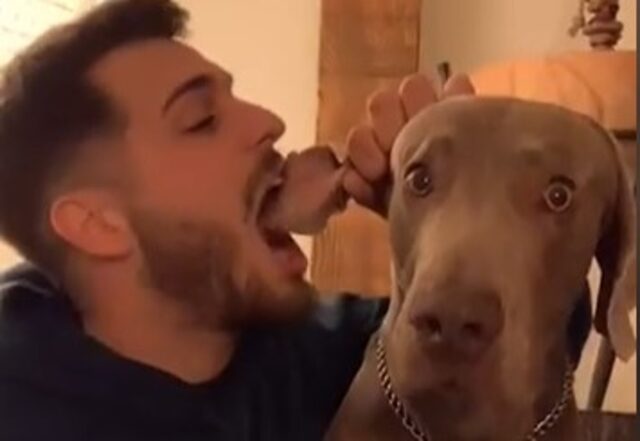 Un cucciolo di Weimaraner crede che il suo papà gli mangi l’orecchio (VIDEO)