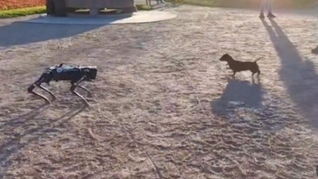 Un cucciolo di Bassotto litiga con un cane robot (VIDEO)