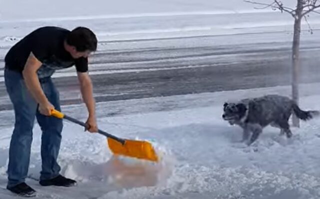 Cucciolo di Border Collie ama la neve e si diverte a giocarci (VIDEO)