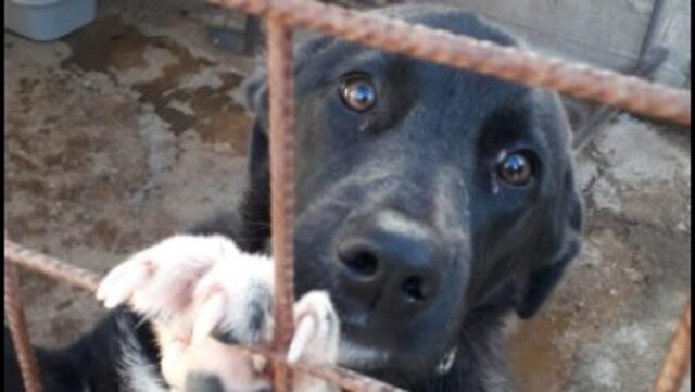 Aiutiamo il cucciolo di cane Achille ad ottenere il suo desiderio di Natale più grande