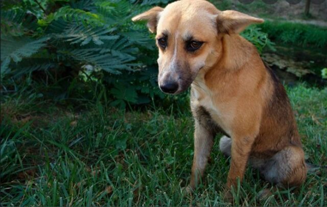 Cucciolo di cane Bassotto ha subito violenza da una donna di ottantadue anni