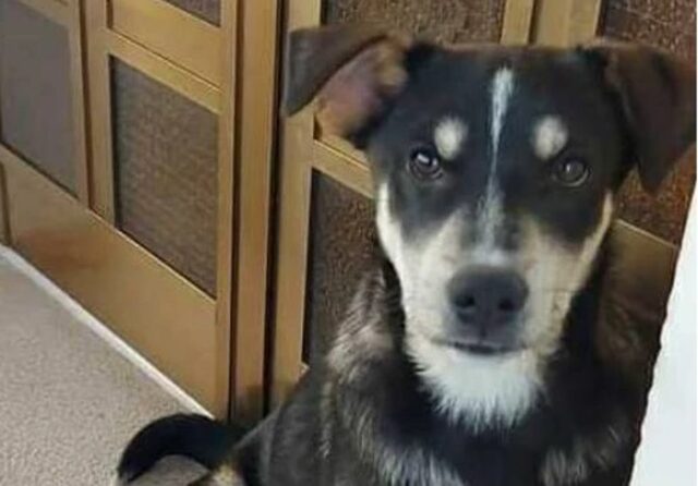 Il cucciolo di cane Gero, dopo la sua sventura, cerca una famiglia che lo ami per tutta la vita