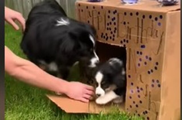 Il cucciolo di cane Justine Lee riceve una meravigliosa sorpresa per il suo compleanno (VIDEO)