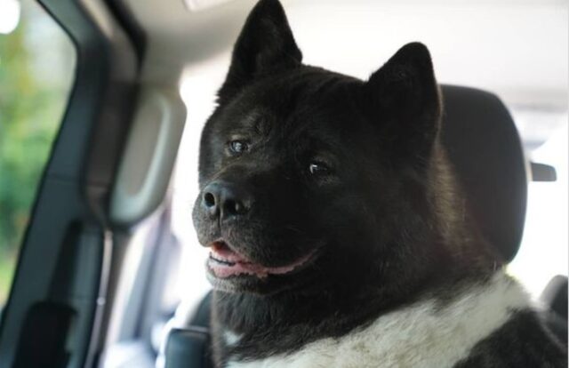 Cucciolo di cane Kal è il vero supereroe di questa storia (VIDEO)