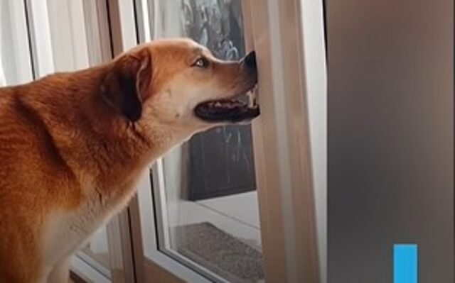 Il cucciolo di cane Leo ama schiacciare il proprio naso su tutte le superfici (VIDEO)