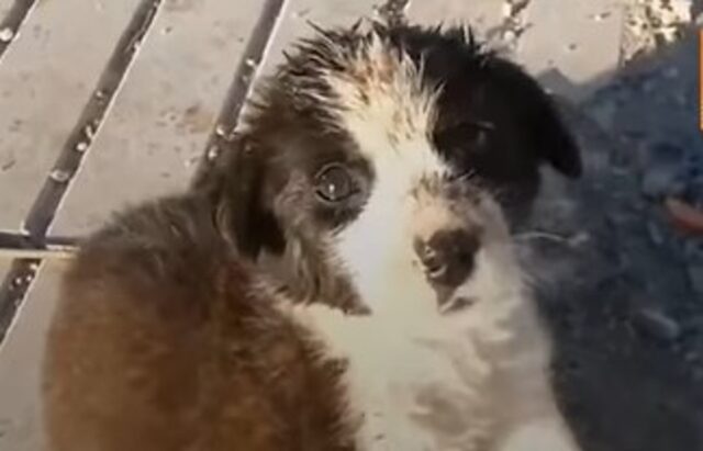 Cucciolo di cane aspettava il camion della spazzatura per mangiare (VIDEO)