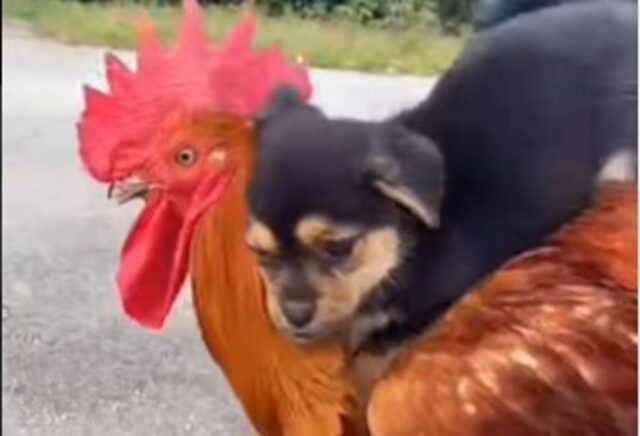 Cucciolo di cane e gallina giocano insieme e si divertono moltissimo (VIDEO)