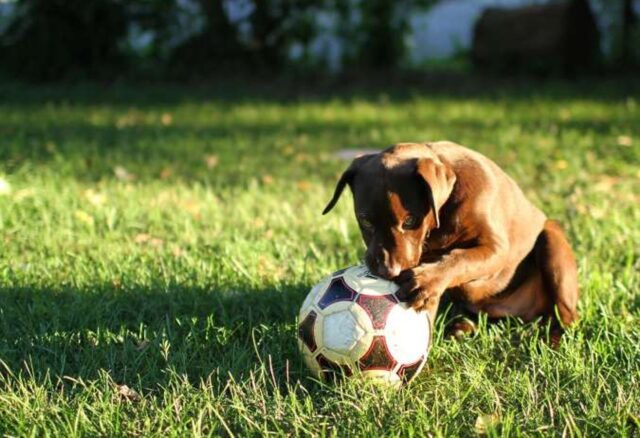 Cucciolo di cane fa pilates nel vano tentativo di prendere la palla (VIDEO)