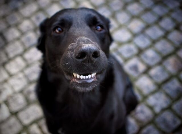 Un cucciolo di cane nero gioca in totale sicurezza sulla copertura della piscina (VIDEO)