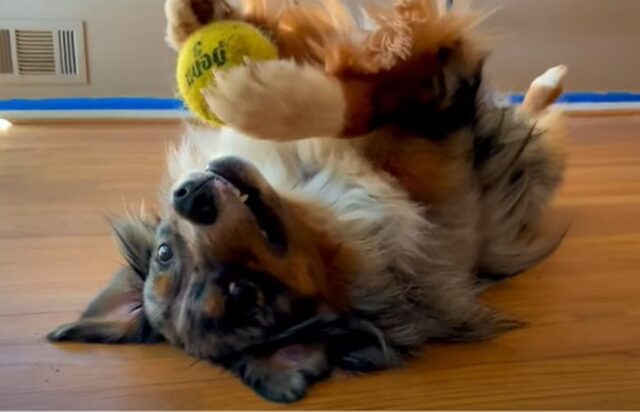 Cucciolo di cane si blocca mentre gioca con la sua pallina da tennis (VIDEO)