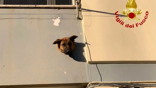 Un cucciolo di cane si incastra la testa nel pluviale del balcone: intervengono i vigili del fuoco