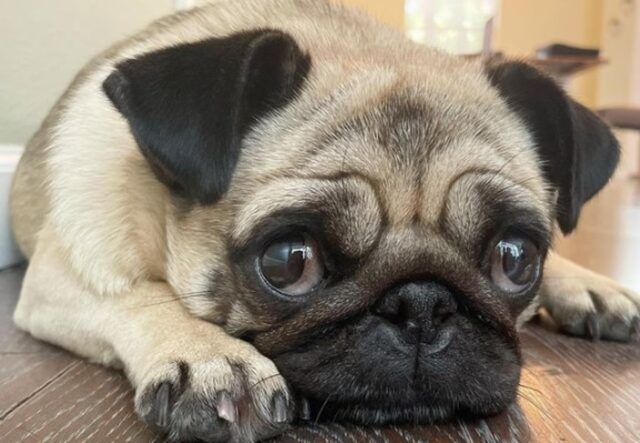 Il cucciolo di Carlino Tubby incontra il suo fratellino umano ed è visibilmente innamorato (VIDEO)