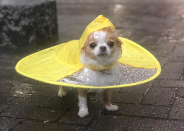 Il cucciolo di chihuahua Tarao indossa un impermeabile giallo quando esce e piove (VIDEO)