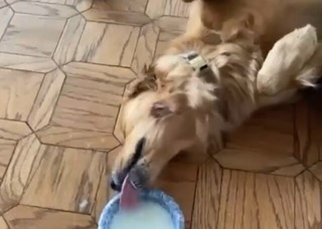 Un cucciolo di Golden Retriever pigro beve del latte in un modo molto buffo (VIDEO)