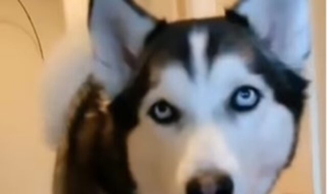 Un cucciolo di Husky gioca ad un, due, tre, stella con il suo proprietario (VIDEO)