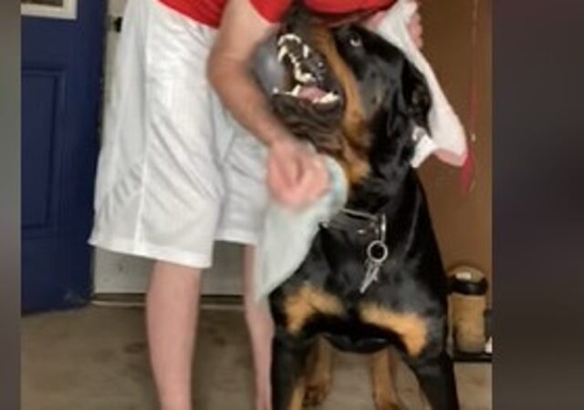 Un cucciolo di Rottweiler odia essere asciugato e lo manifesta chiaramente (VIDEO)