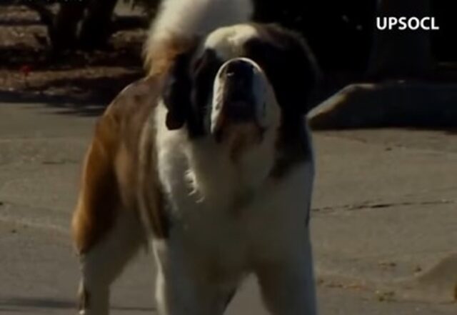 Cucciolo di San Bernardo Brody ha una migliore amica molto speciale (VIDEO)