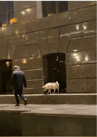 Cucciolo di cane guarda in tutte le finestre quando cammina