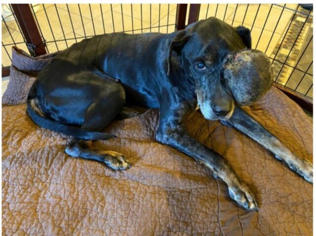 Cucciolo di cane con una malattia terminale incontra la sua famiglia