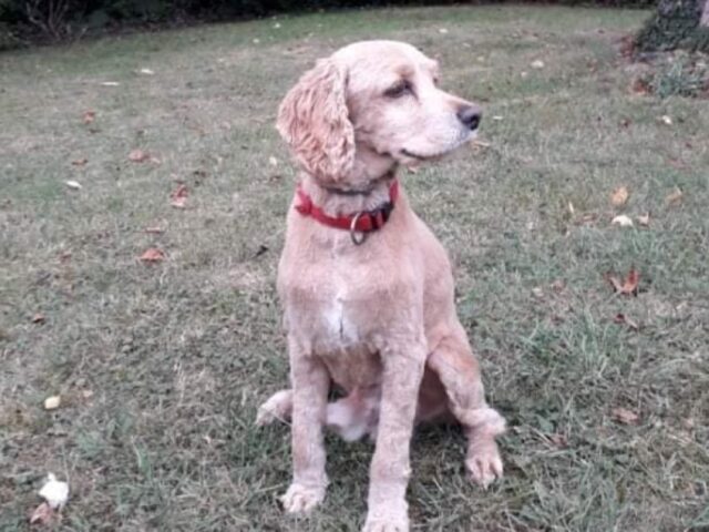 Imperia, scomparso un cagnolino Cocker Spaniel, i proprietari sono alla ricerca di Sangha