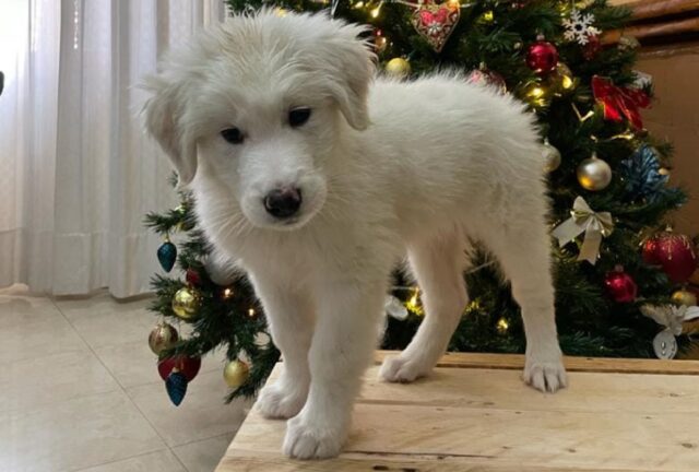 Laureana Cilento, aiutiamo un cucciolo a tornare dalla sua famiglia, Simba è lontano da casa