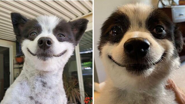 Il cagnolino è sempre felice e conquista tutti con il suo sorriso