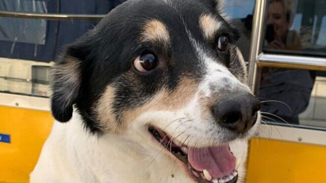 Blinky, il cane eroe che ha salvato due persone che stavano per annegare