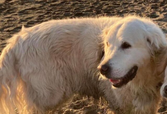 Monte Terminillo, Golden Retriever si perde in una pista sciistica, urgono soccorsi