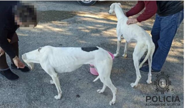 Cuccioli di cane abbandonati nel peggiore dei modi