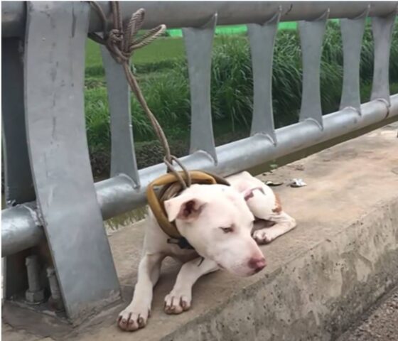 Cucciolo di cane legato e abbandonato su un ponte