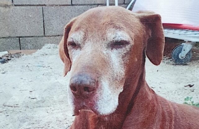 Siracusa, cane di 17 anni smarrito, Aron ha bisogno di cure ed attenzioni, deve tornare a casa