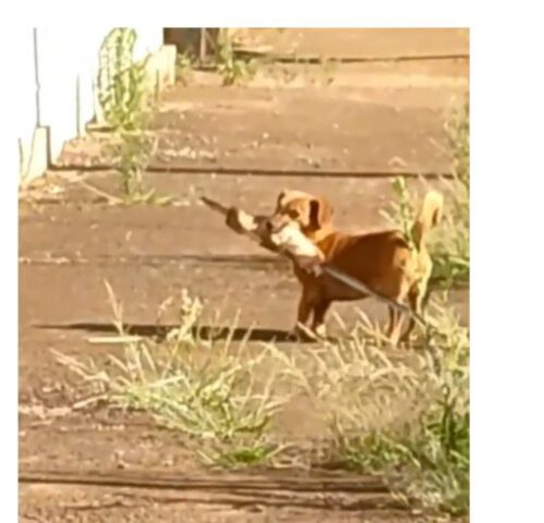 Cucciolo di cane con uno spiedino di carne va in giro indisturbato