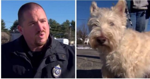 Cucciolo di cane cerca l’aiuto di un poliziotto per essere salvato