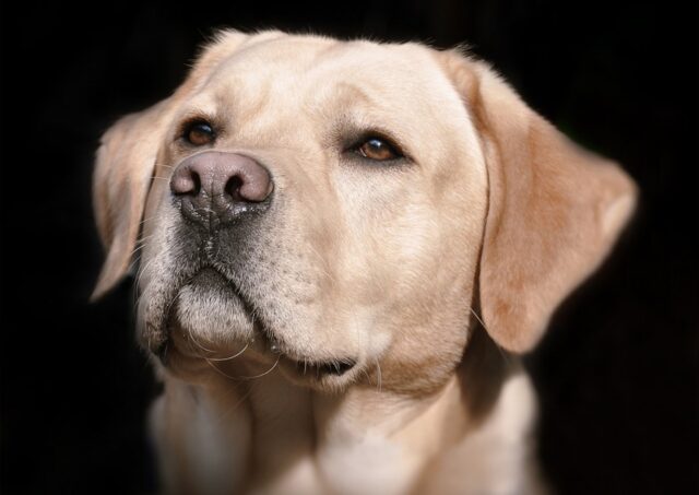 Cuccioli di cane addestrati per riconoscere dei batteri pericolosi