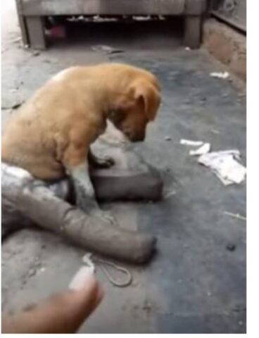 Cucciola di cane con le zampe fasciate cerca di sopravvivere