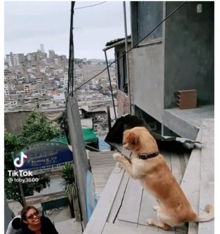 Cucciolo di cane entusiasta quando il padrone rientra dal lavoro