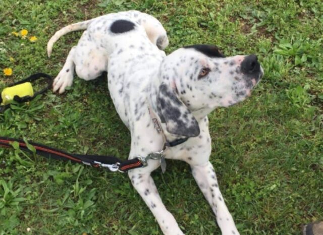 Zugliano, l’instancabile Feo scappa di casa, le ricerche proseguono per questo cane