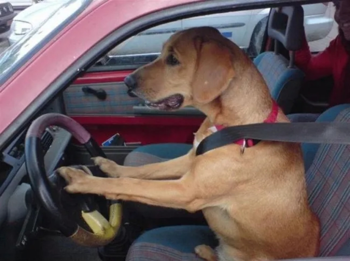 Собака водит машину
