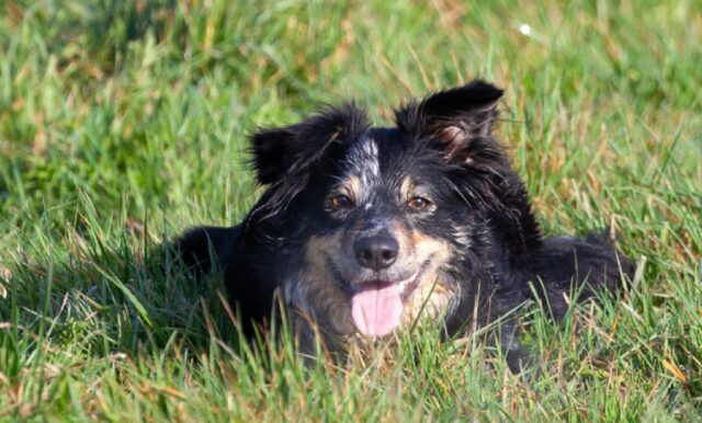 8 foto di cani che ci vogliono mostrare quanto siano in grado di essere adorabili