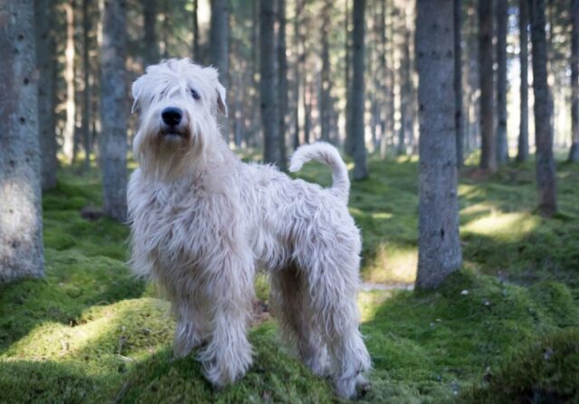 8 foto di cani che dovrebbero essere oggetto di studio scientifico per il loro comportamento “anomalo”