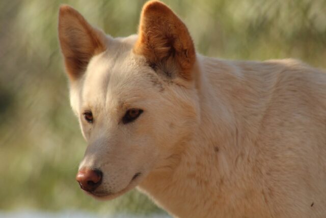 8 foto di cani che hanno avuto qualche “problemino” insignificante nel cercare di rubare cibo