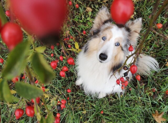 8 foto di cani che hanno escogitato il sistema perfetto per una vita migliore