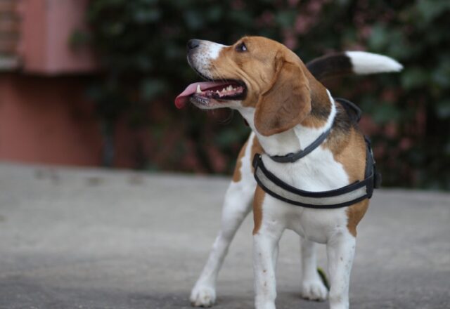 8 foto di fantastici cani che non devono impegnarsi troppo per far innamorare tutti