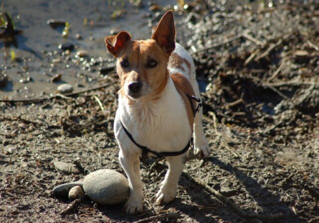 8 foto di cani che non vogliono proprio ammettere l’errore commesso