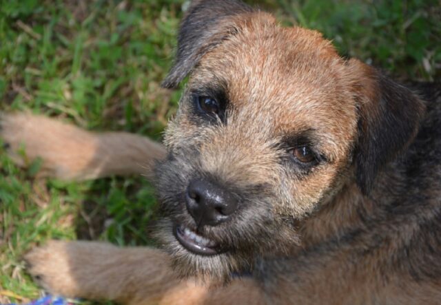 8 foto di cani che prendono il concetto di “fotogenia” e lo buttano nel cestino