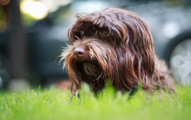 8 foto di cani che sperimentano curiosamente l’inversione di gravità