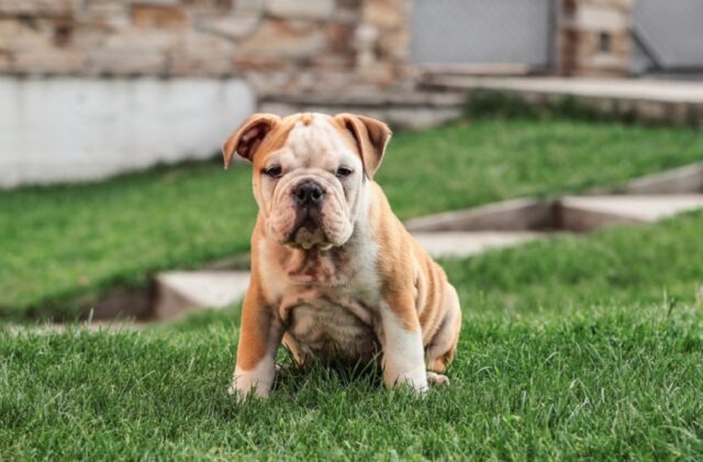 8 foto di cani che svelano per la prima volta la loro vera identità malvagia