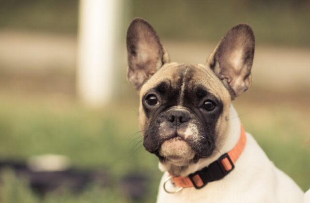 8 foto di cani che, se solo potessero, tornerebbero indietro nel tempo per non commettere lo stesso errore